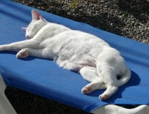 Holiday, Cat, Sun Lounger, Lazy, White, domestic animals, pets thumbnail