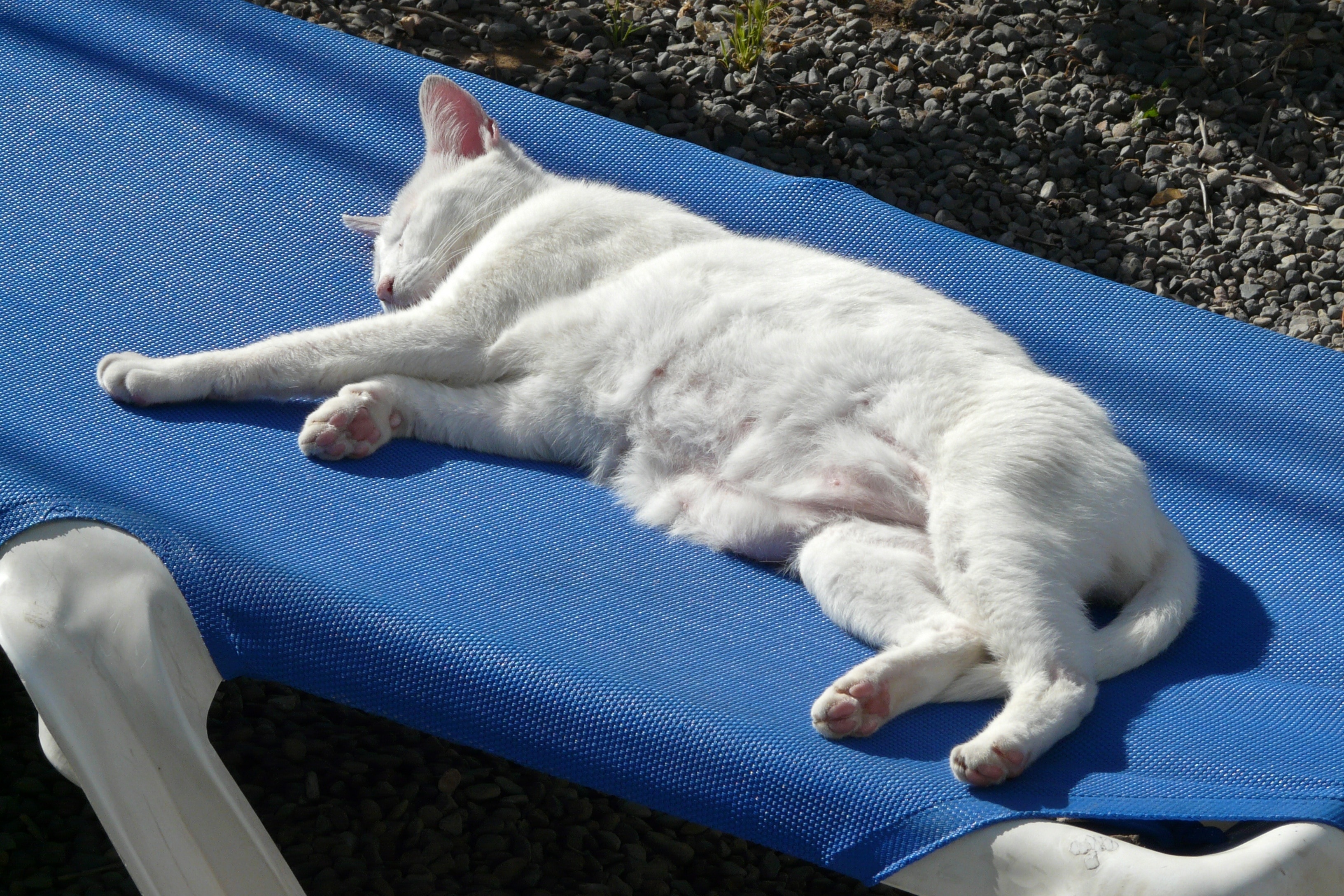 Holiday, Cat, Sun Lounger, Lazy, White, domestic animals, pets