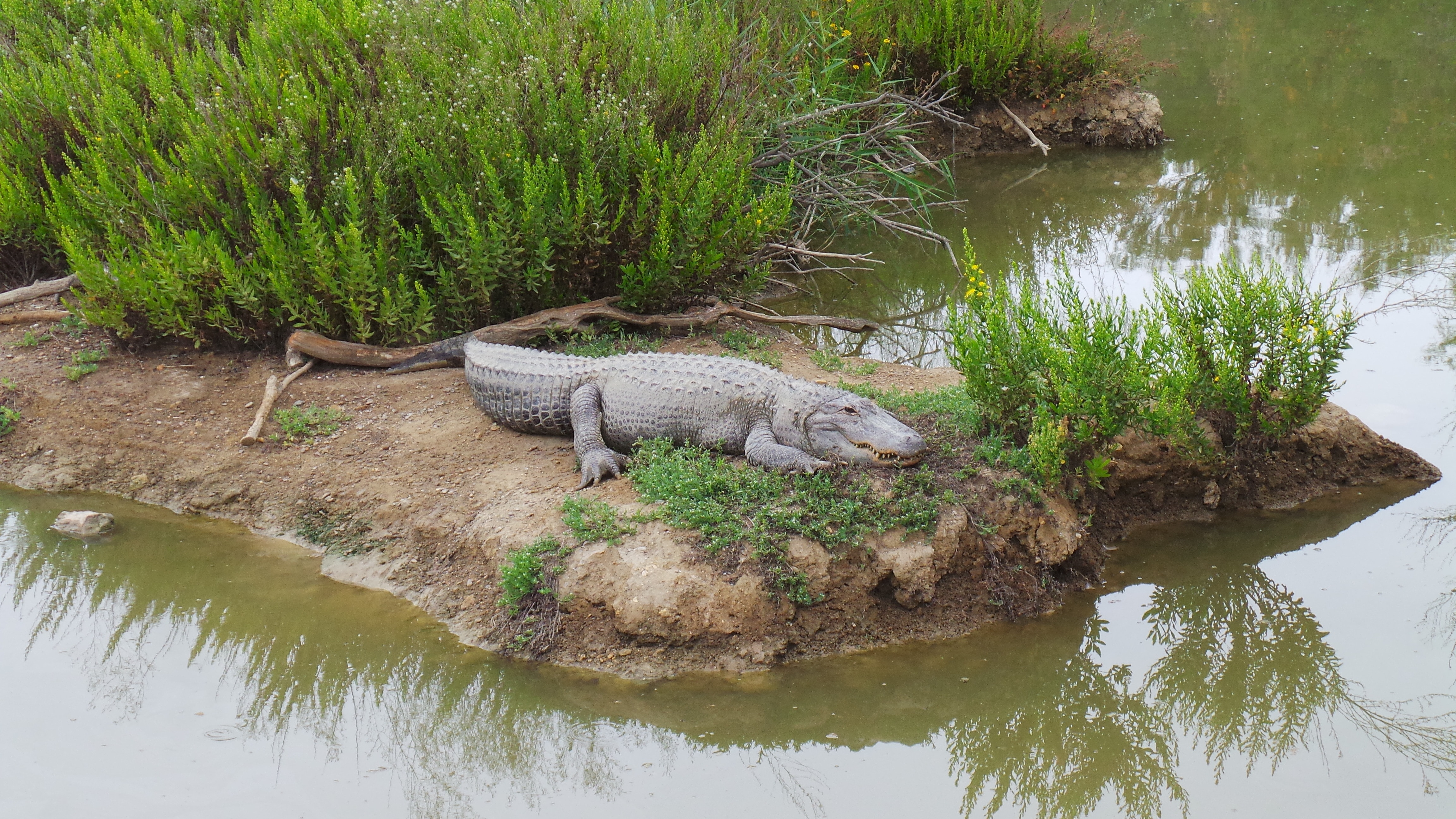 grey alligator