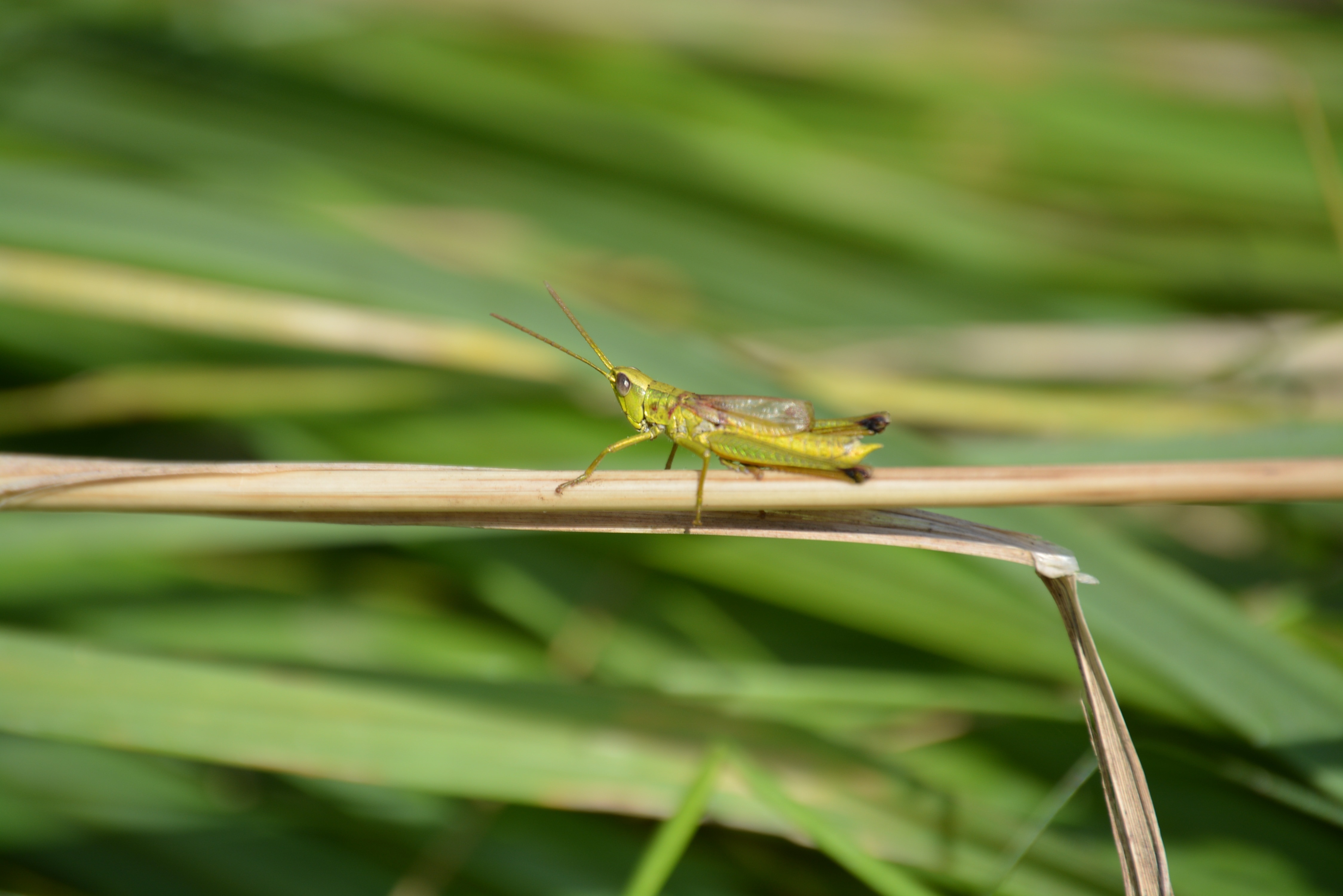 green insect