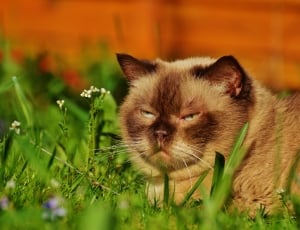 Relaxed, Concerns, British Shorthair, domestic cat, grass thumbnail