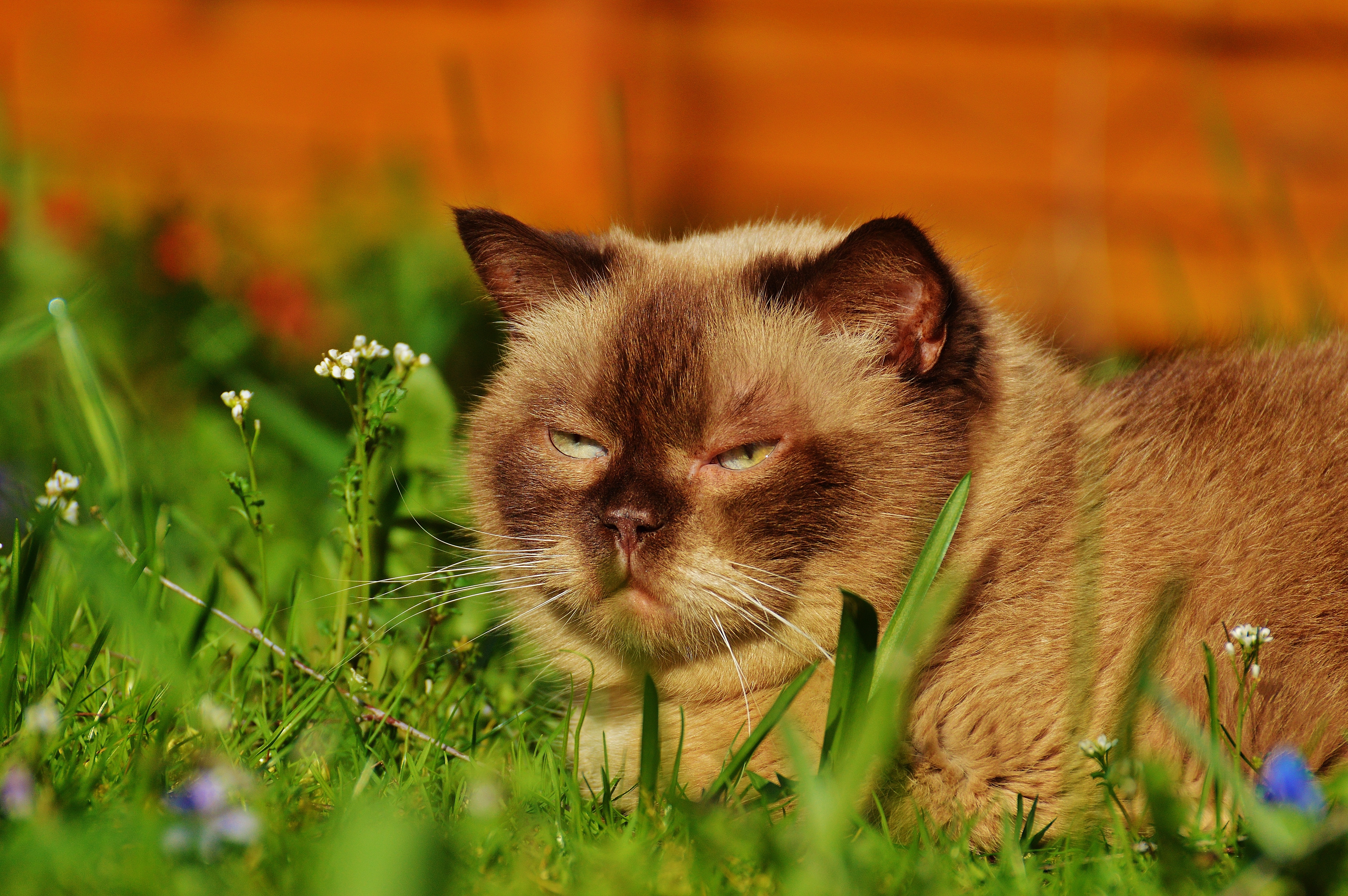 Relaxed, Concerns, British Shorthair, domestic cat, grass