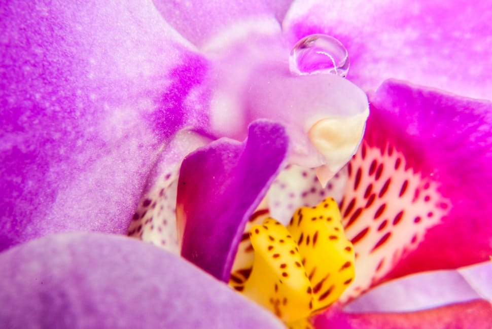 Flower, Orchis, Flora, Exotic, purple, flower preview