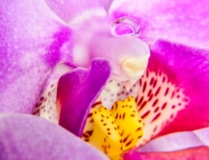 Flower, Orchis, Flora, Exotic, purple, flower thumbnail