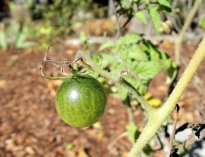 green tomato thumbnail