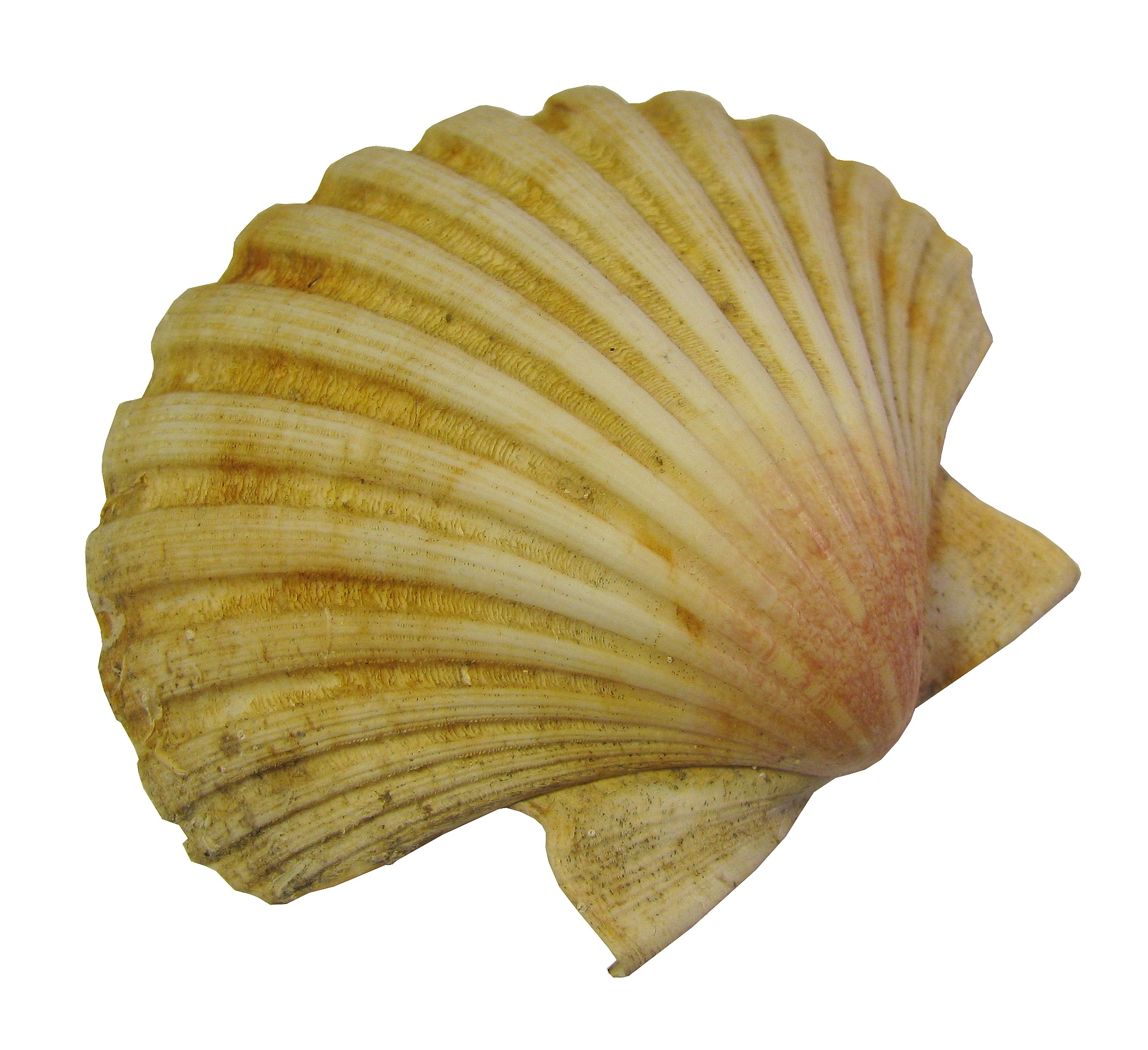 beige and white seashell