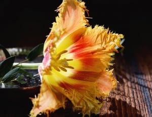 Yellow, Tulip, Flower, Bloom, Blossom, flower, yellow thumbnail