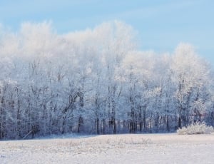 snow trees under blue sky thumbnail