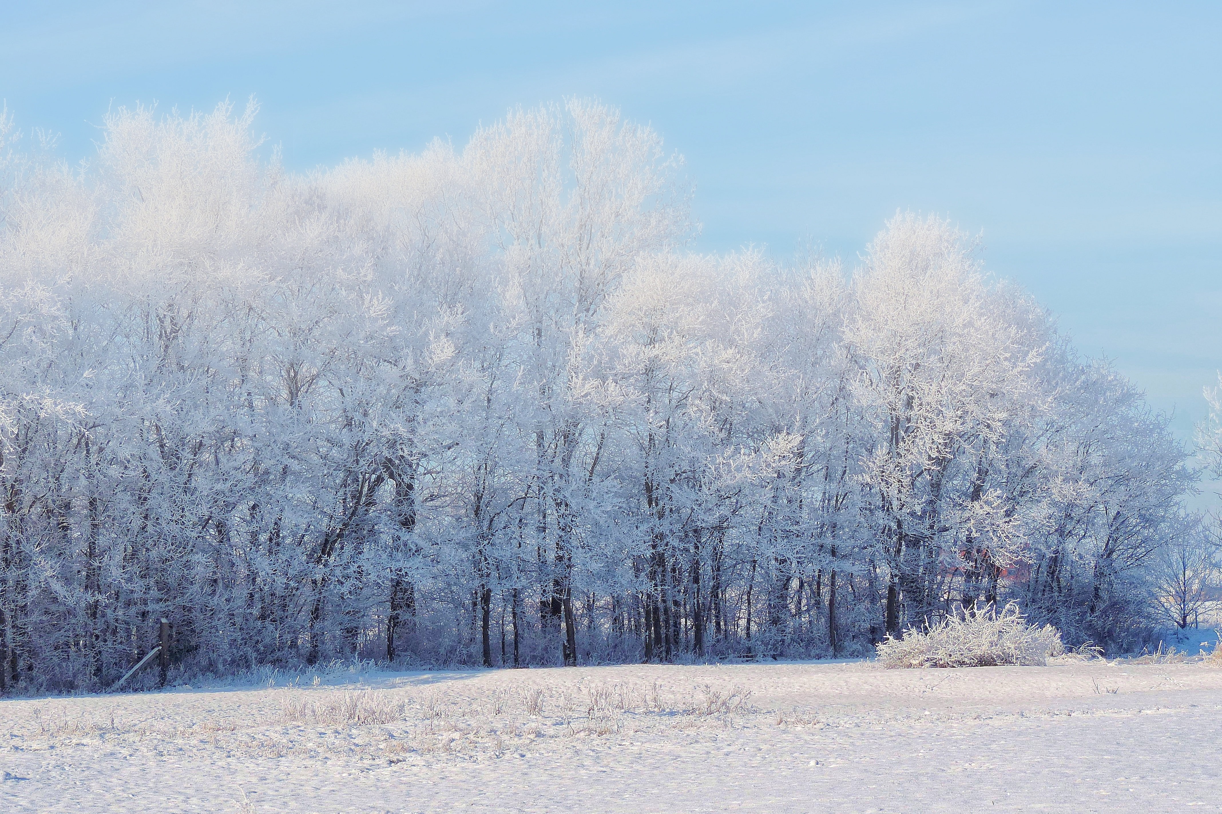 snow trees under blue sky