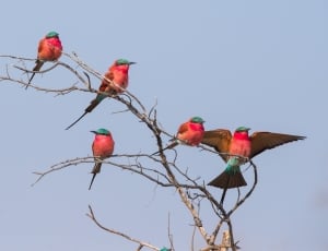 flock of green and red birds thumbnail