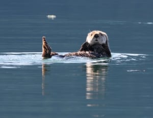 brown beaver swimming on body of water thumbnail