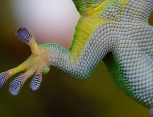 yellow and green reptile animal thumbnail