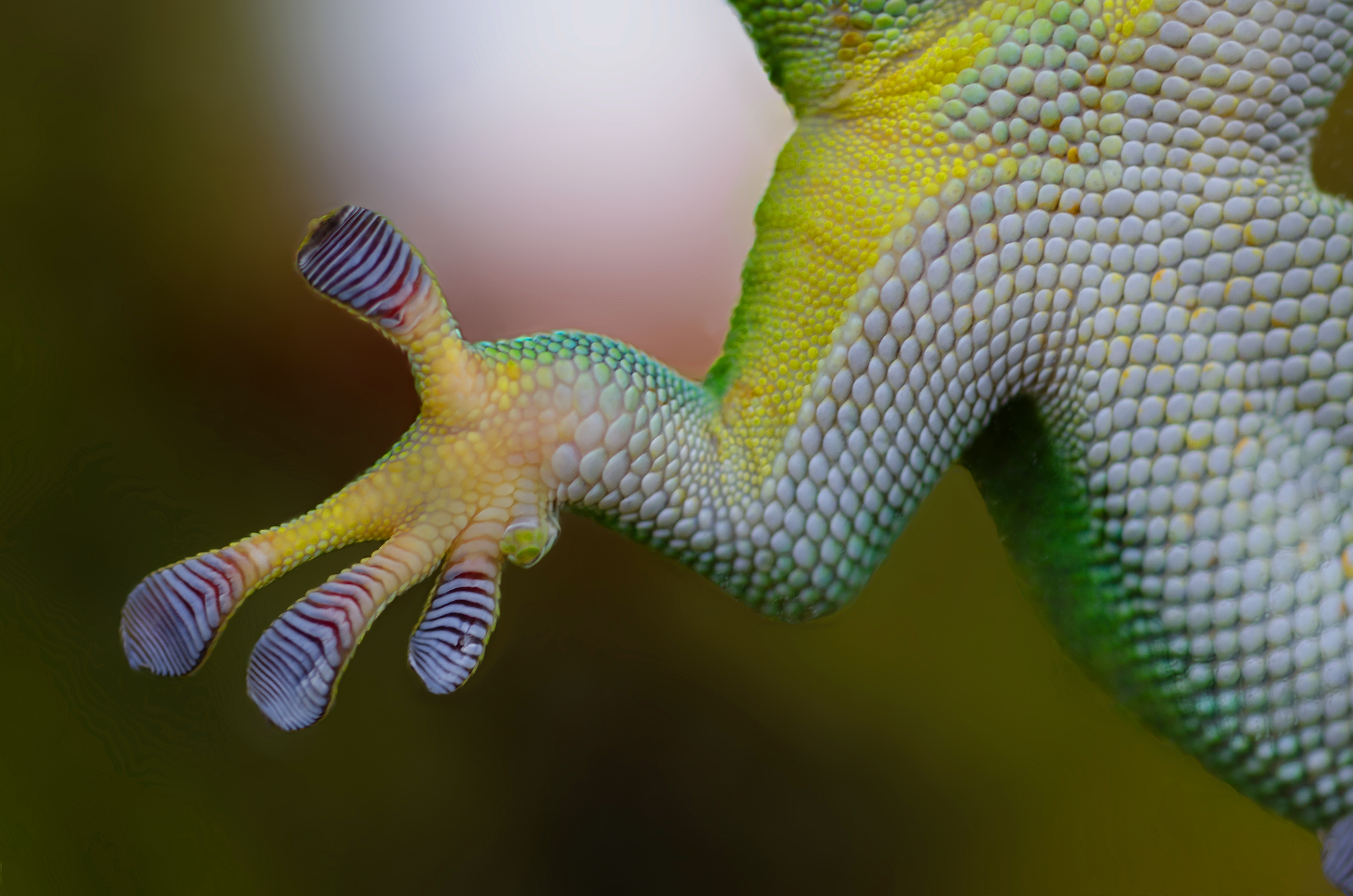 yellow and green reptile animal