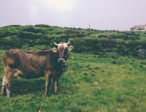 brown cow on green grass field thumbnail