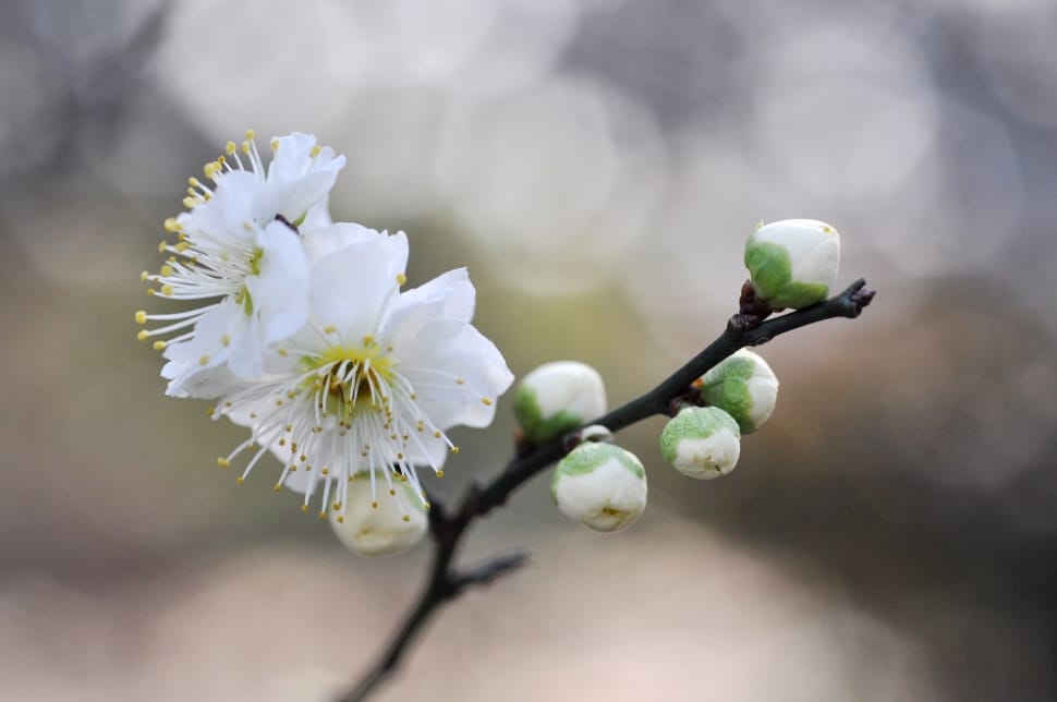 White Plum Blossoms, flower, white color preview