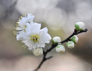 White Plum Blossoms, flower, white color thumbnail