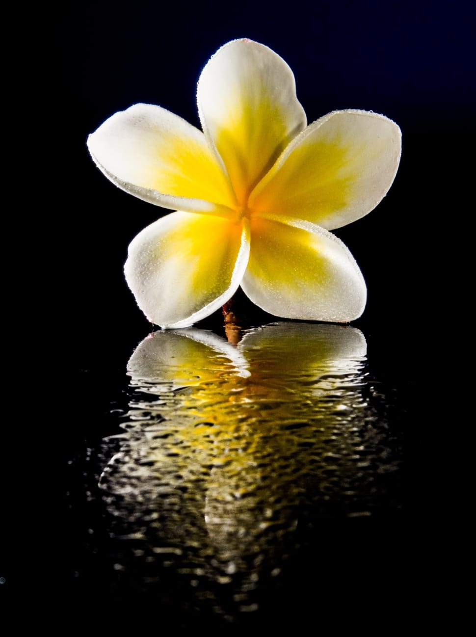 Bloom, Flower, White, Blossom, Yellow, flower, black background free image  | Peakpx
