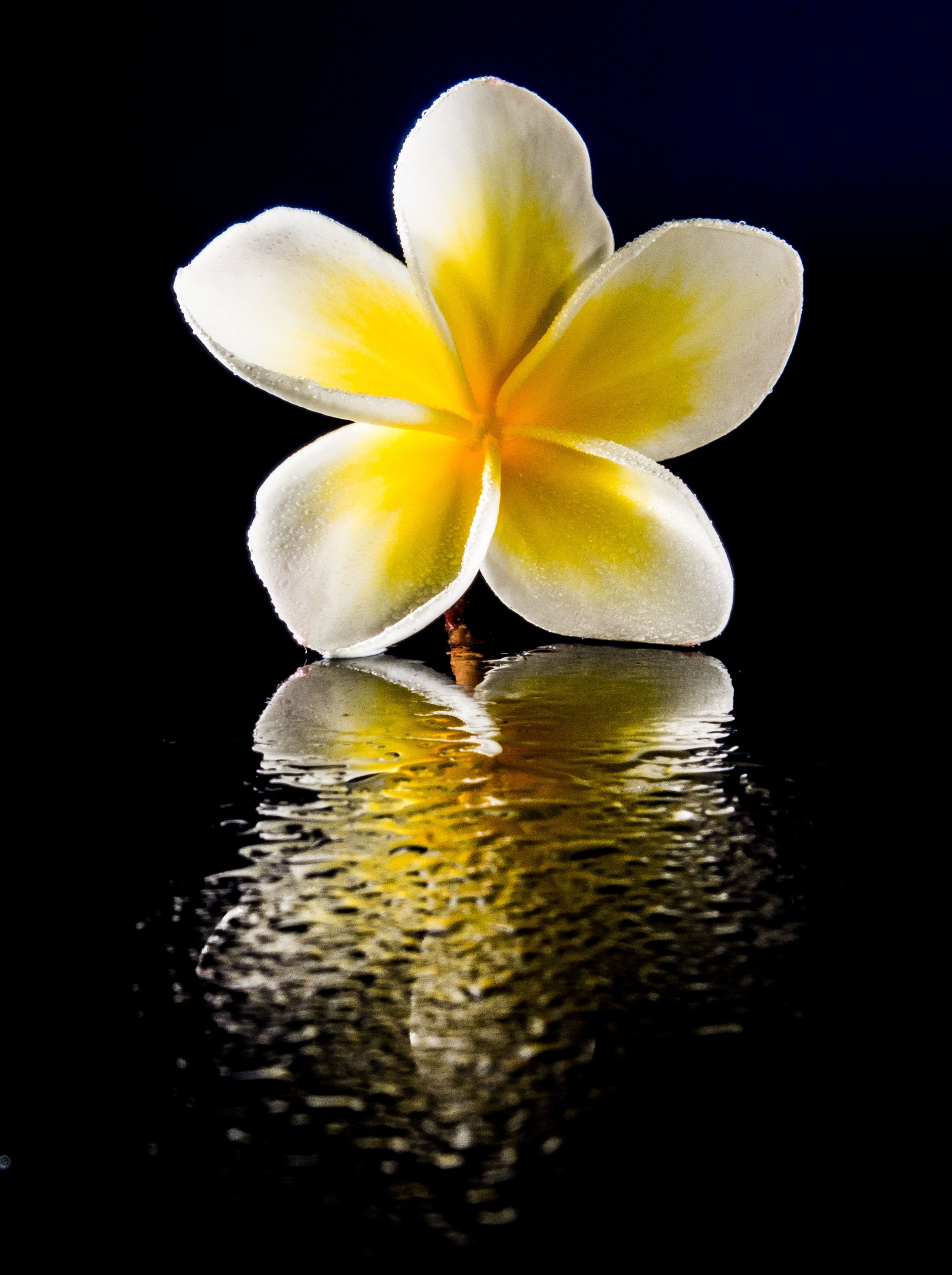 Bloom, Flower, White, Blossom, Yellow, flower, black background