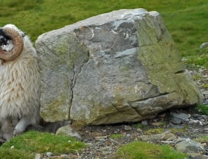 Relaxed, Stone, Goat, Ireland, one animal, animal thumbnail