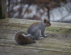 squirrel animal sitting on wood board panel during daytime thumbnail