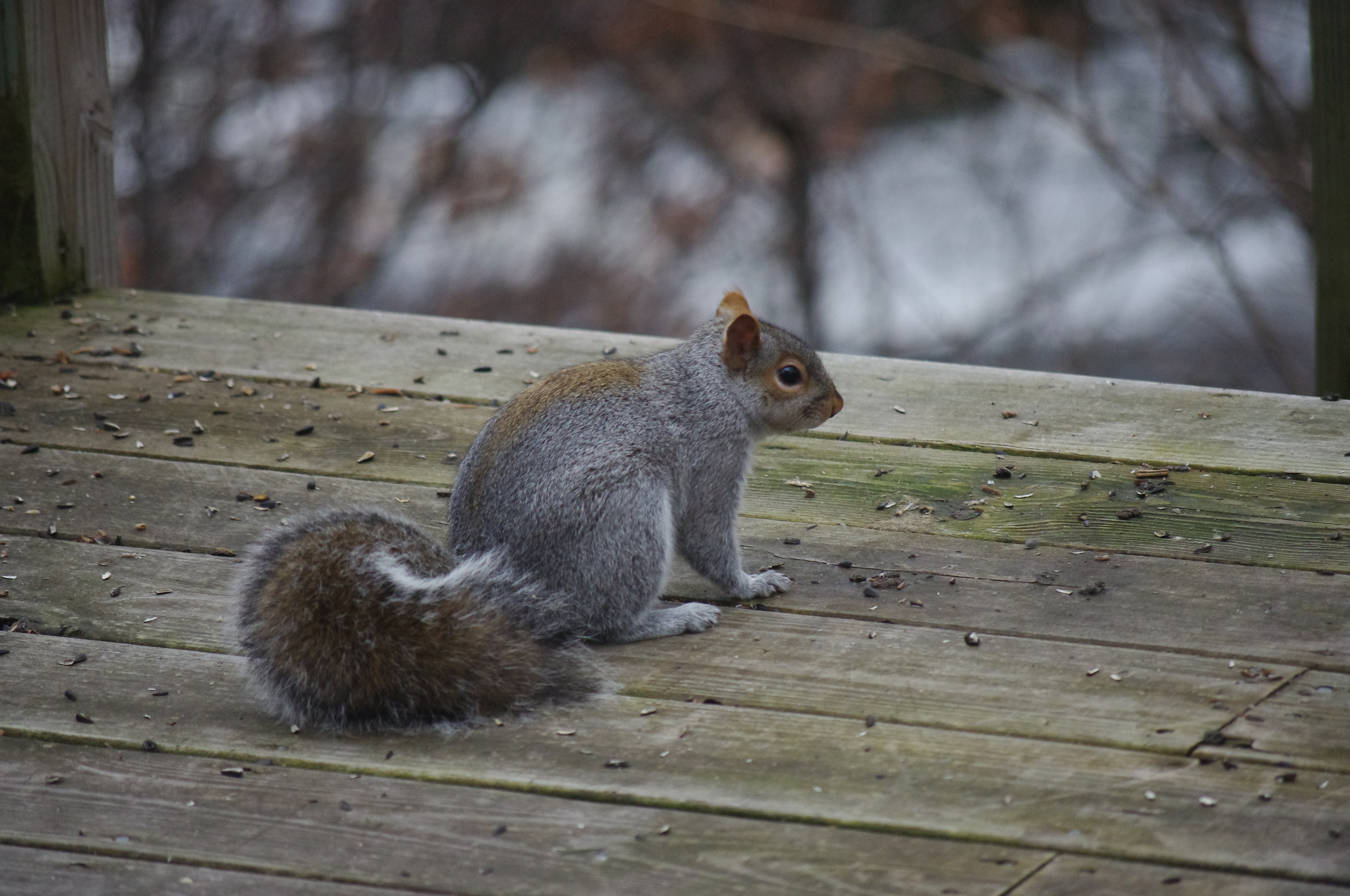 squirrel animal sitting on wood board panel during daytime