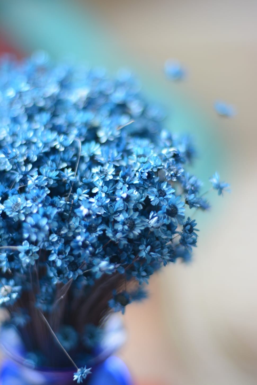 Blue, Flower, Istanbul, Green, Light, selective focus, close-up preview