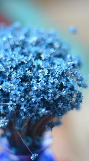 Blue, Flower, Istanbul, Green, Light, selective focus, close-up thumbnail