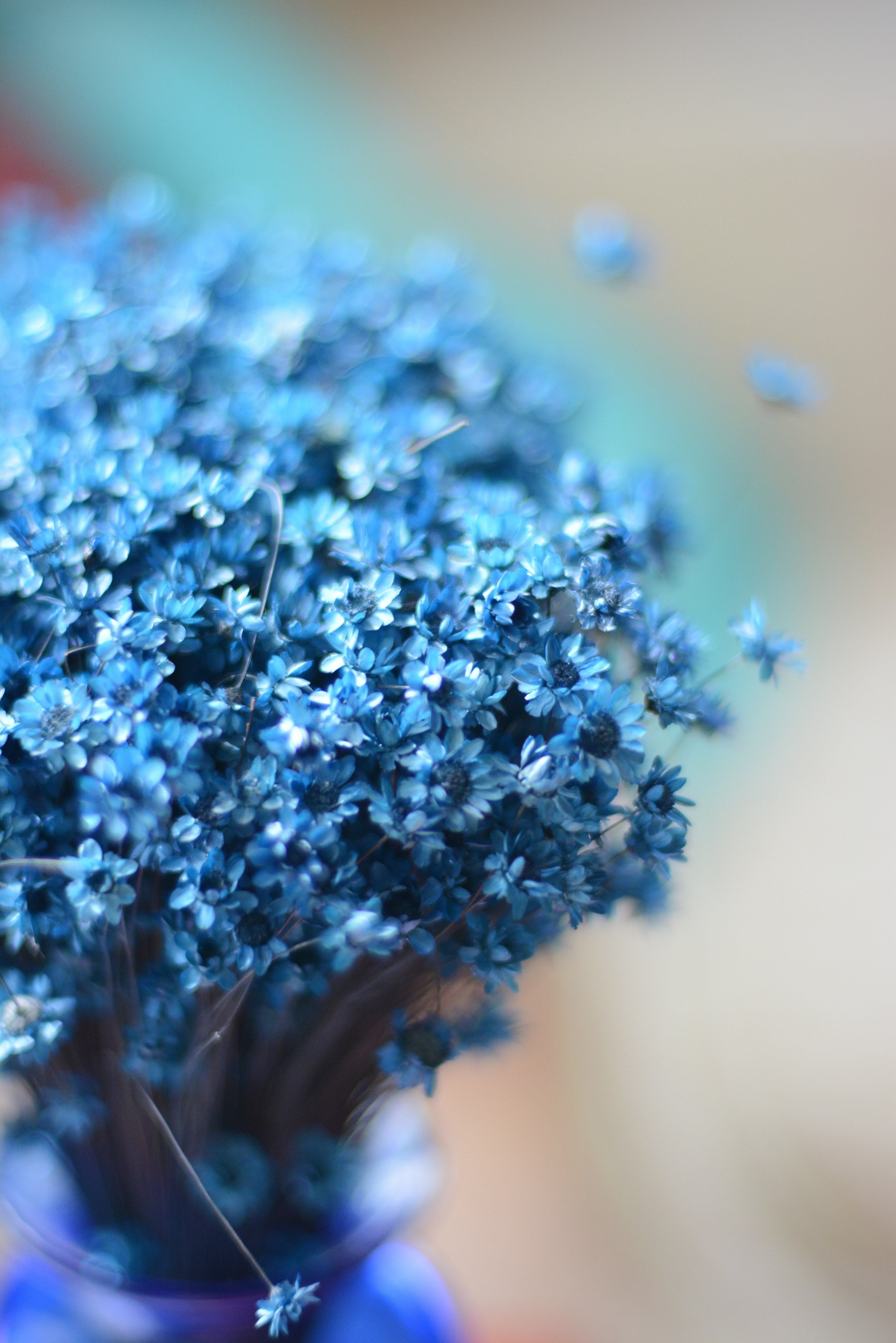 Blue, Flower, Istanbul, Green, Light, selective focus, close-up