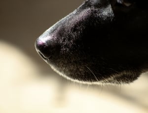 black short coat dog thumbnail