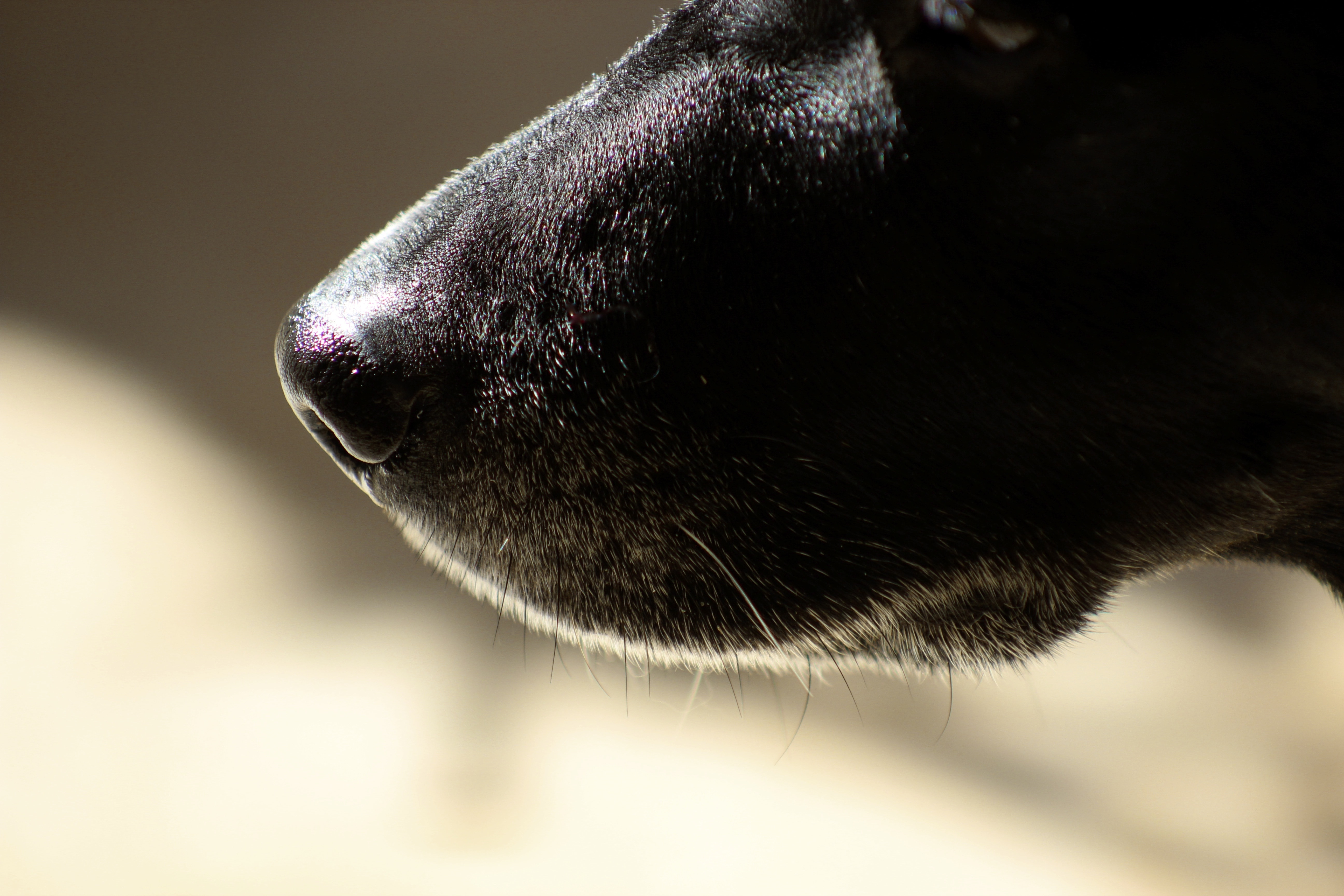 black short coat dog