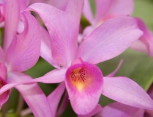 Orchids, Pink, Yellow, Flower, Blossom, flower, pink color thumbnail