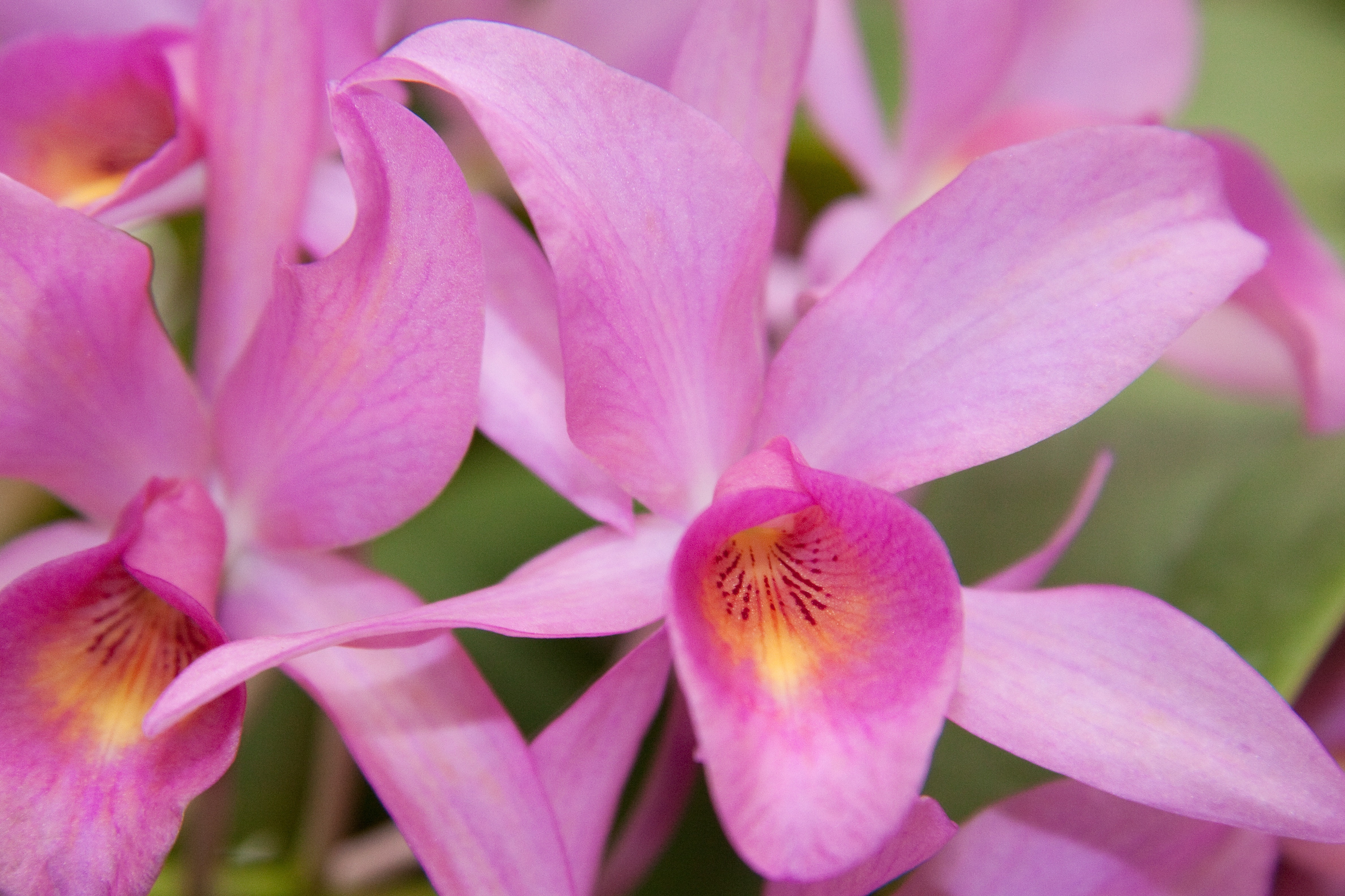 Orchids, Pink, Yellow, Flower, Blossom, flower, pink color