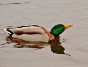white and brown duck thumbnail