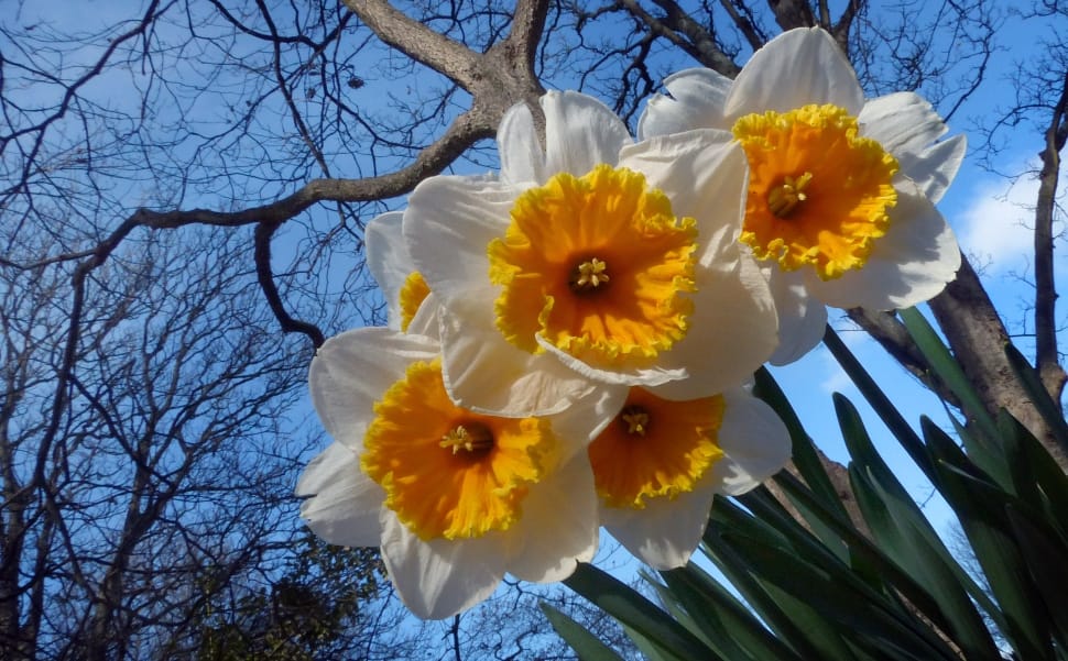 Daffodils, branches, blue sky preview
