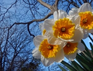 Daffodils, branches, blue sky thumbnail
