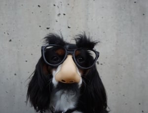 close up photo of black and white long coat medium dog with glasses thumbnail