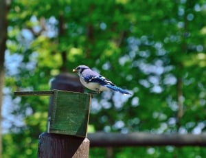 blue and white small beak bird thumbnail