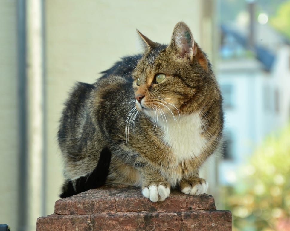 brown tabby cat on brown concrete structure preview