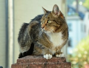 brown tabby cat on brown concrete structure thumbnail