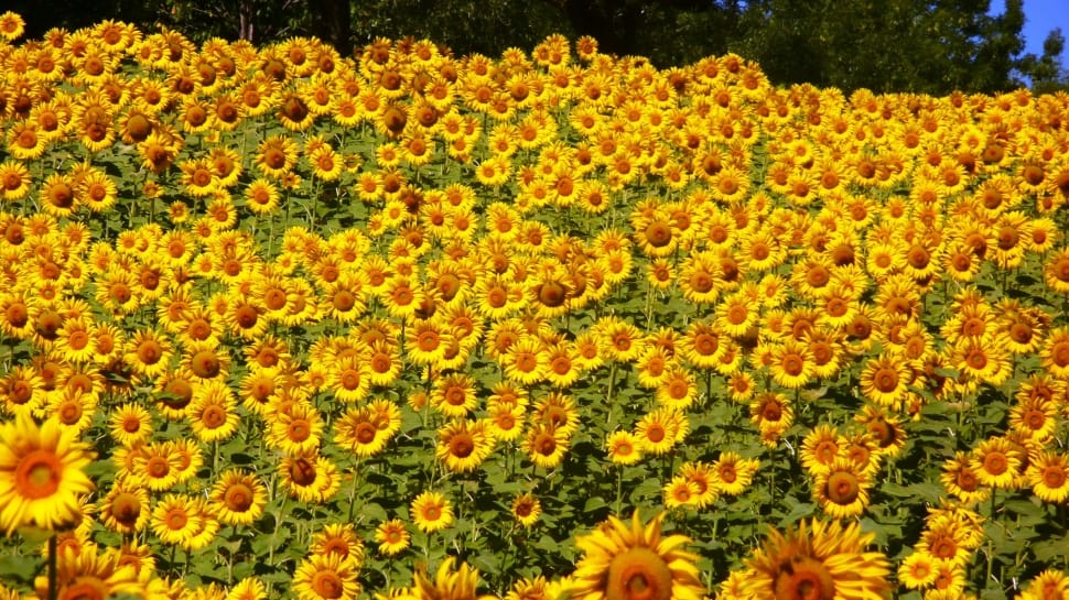 field of sunflower preview