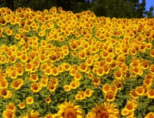 field of sunflower thumbnail