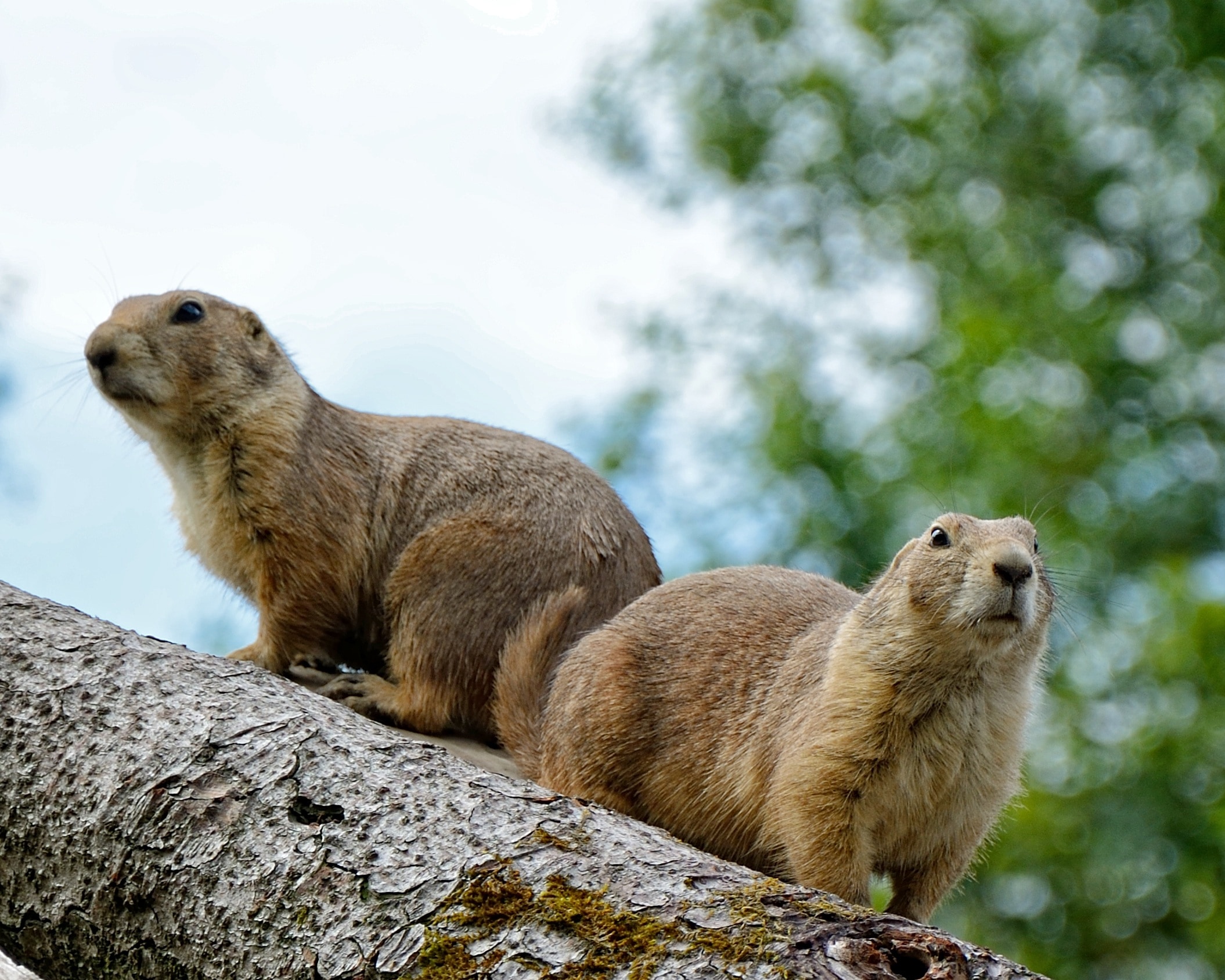 two brown beavers on tree branch