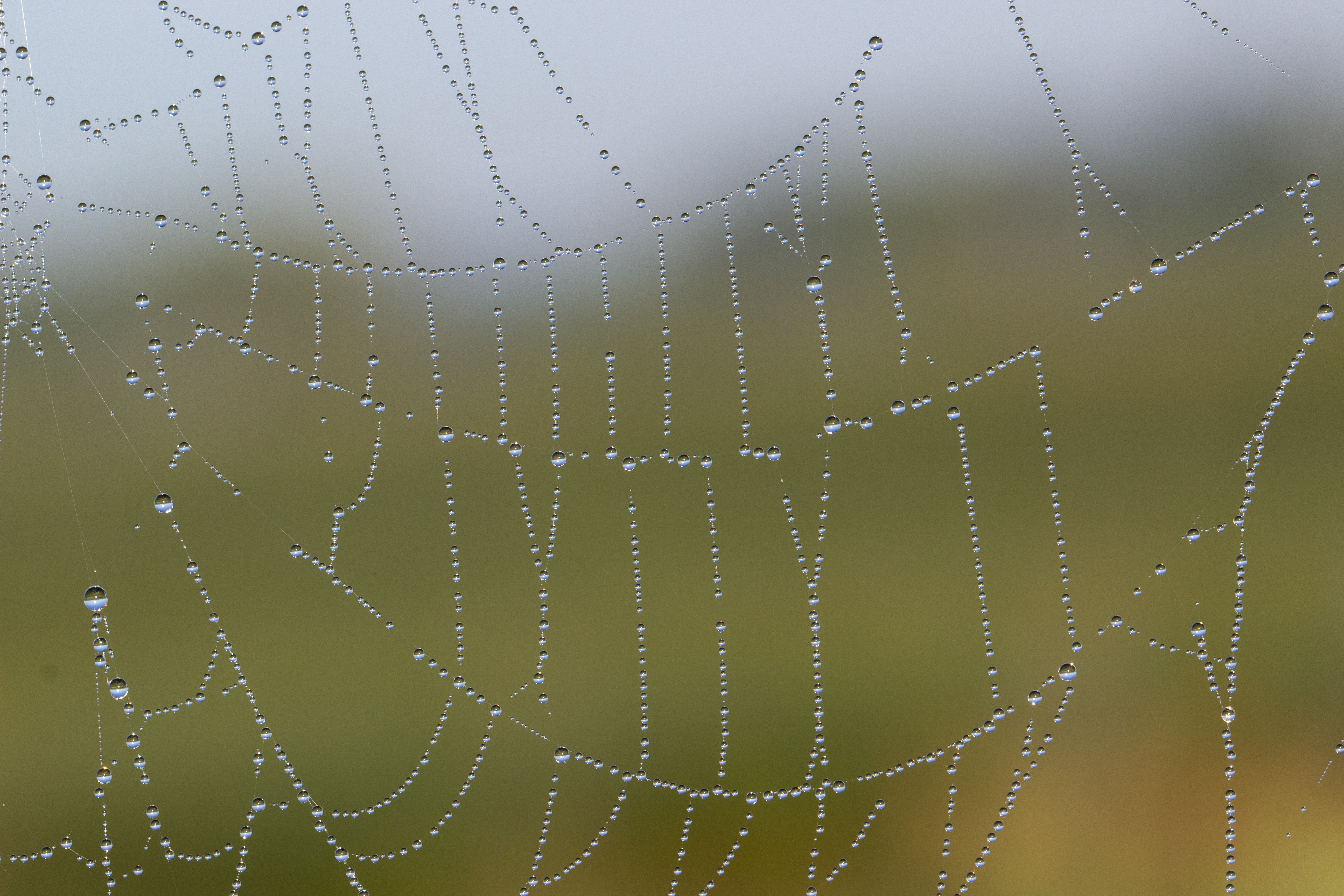 gray cobweb