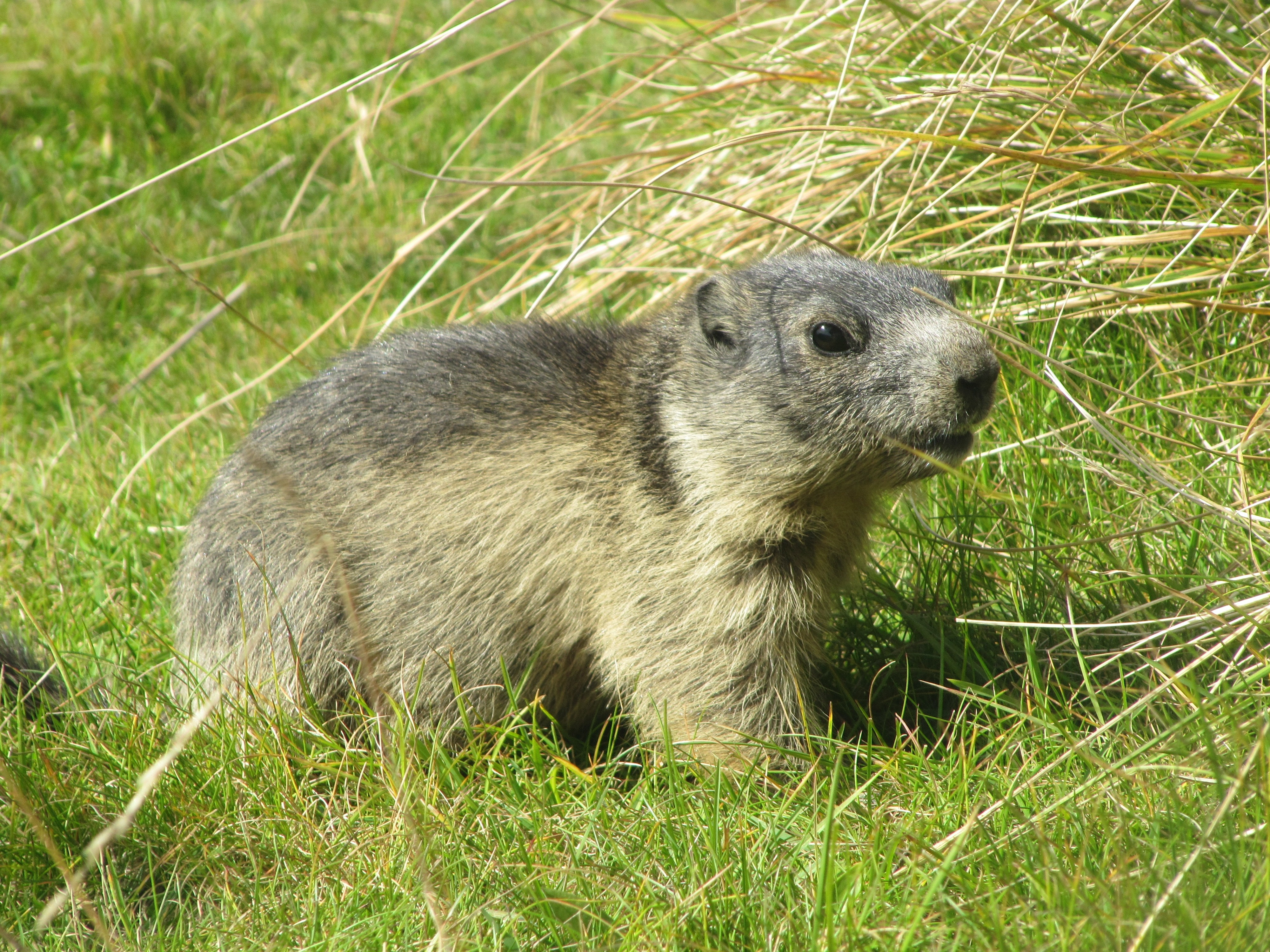 brown and black rodent on grass