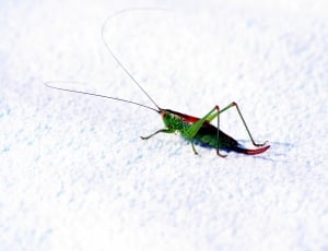green and black grasshopper thumbnail