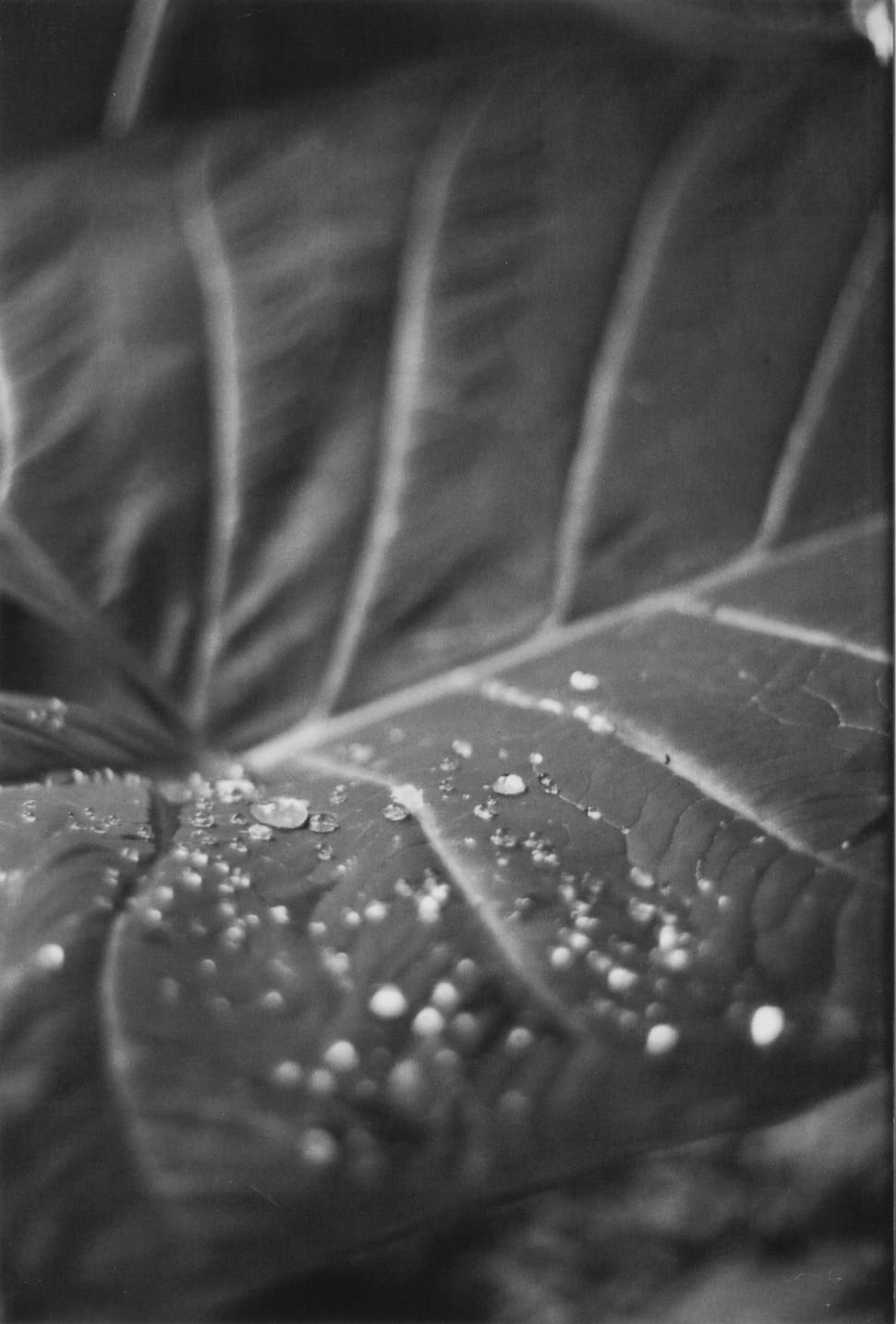 close capture of a water drops on a leaf preview