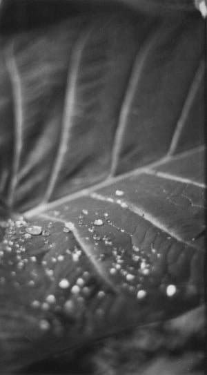 close capture of a water drops on a leaf thumbnail