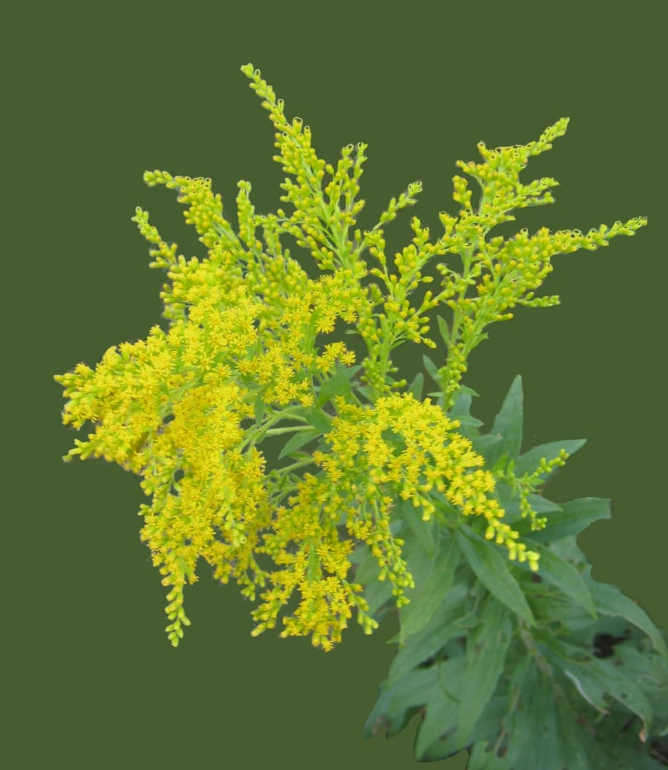 Laburnum, Blossom, Golden, Yellow, Bloom, green color, plant preview