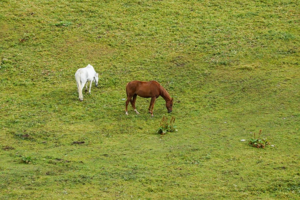 Horses, Alm, Meadow, Horse, Graze, grazing, grass preview
