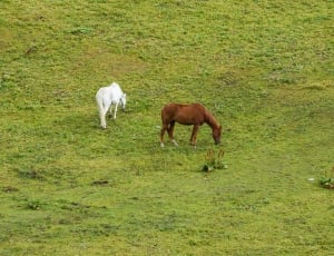 Horses, Alm, Meadow, Horse, Graze, grazing, grass thumbnail